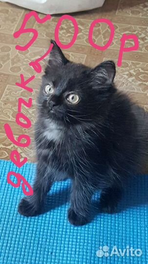 Шотландские котята