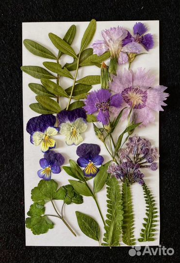 Сухоцветы микс