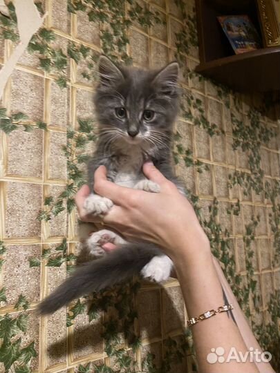 Кошка в дар