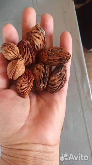 Косточки крупных персиков