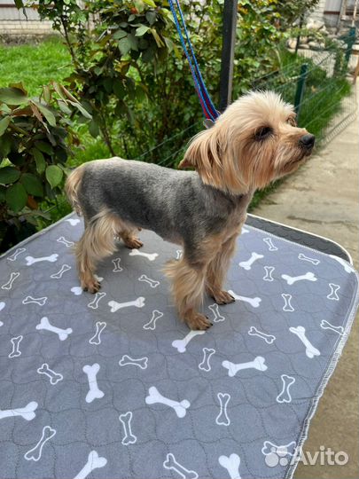 Йоркширский терьер девочка