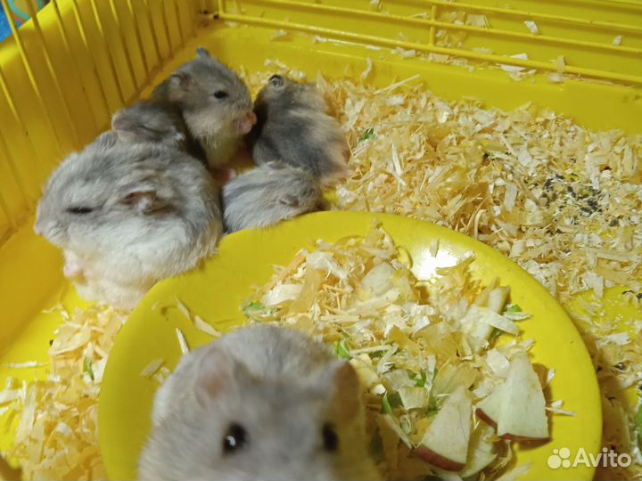 Джунгарский хомяк