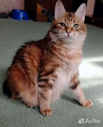 Золотая мраморная кошечка Курильский бобтейл