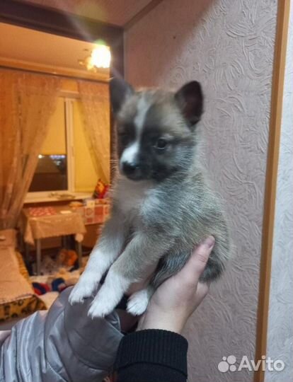 Щенки в добрые руки