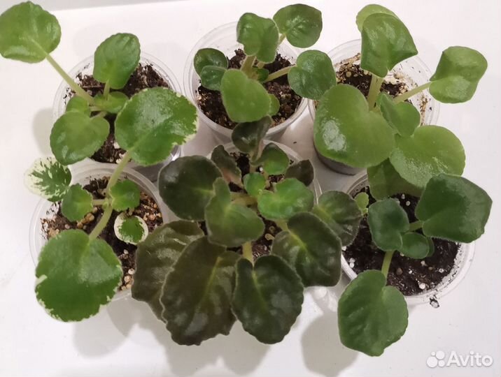 Фиалка набор деток