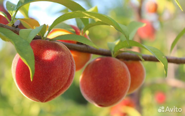 Персик Саженцы в ассортименте