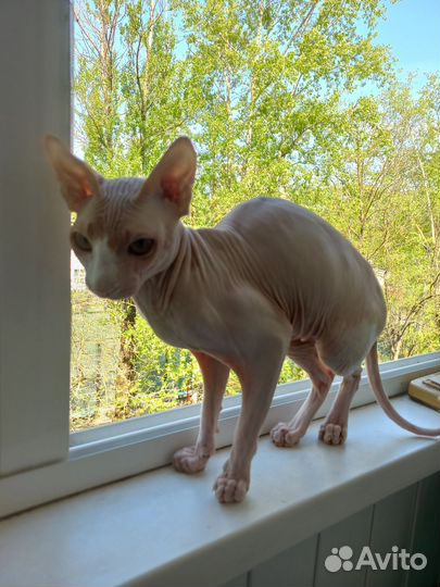 Донской сфинкс кот