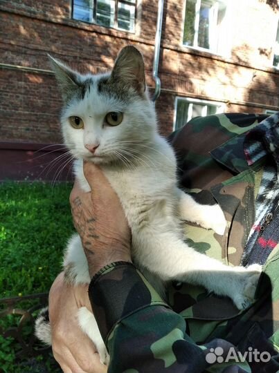 Отдам молодую кошку- 1 год