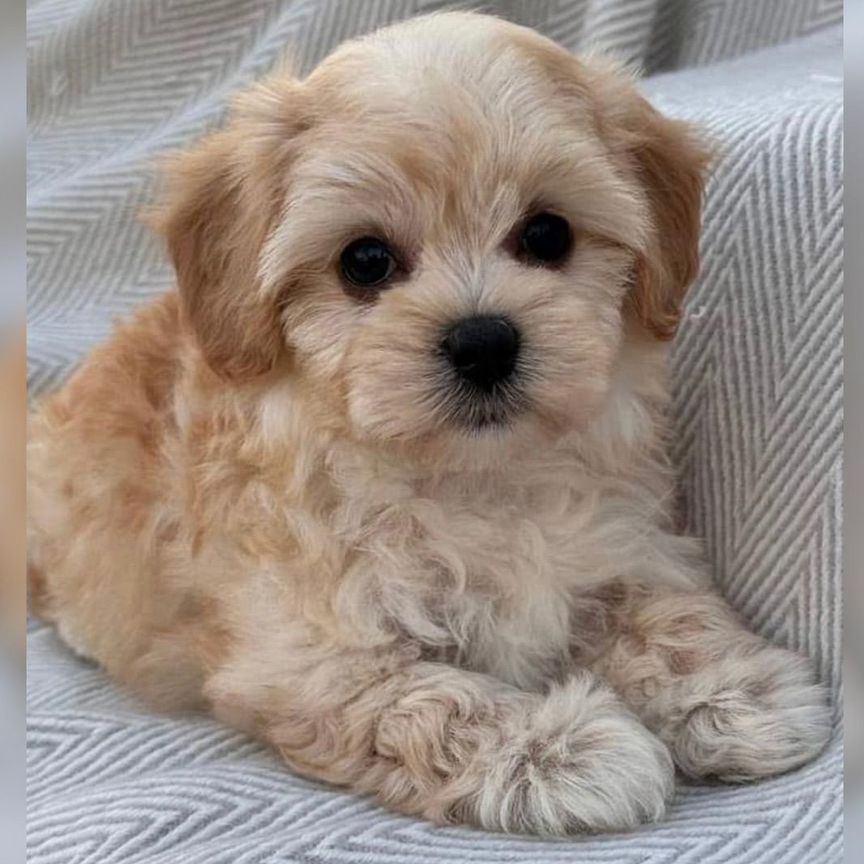 Maltipoo f1 mini. Мальтипу. Эксклюзив