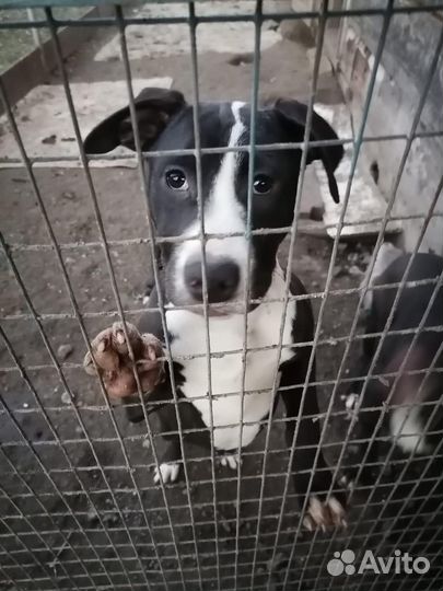 Продажа животных