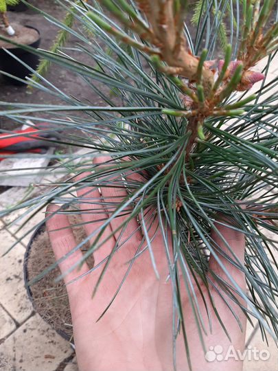 Корейская сосна Shibamichi