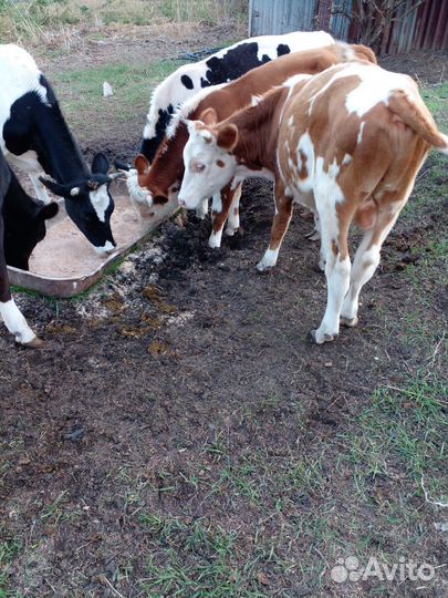 Бычки и тёлки