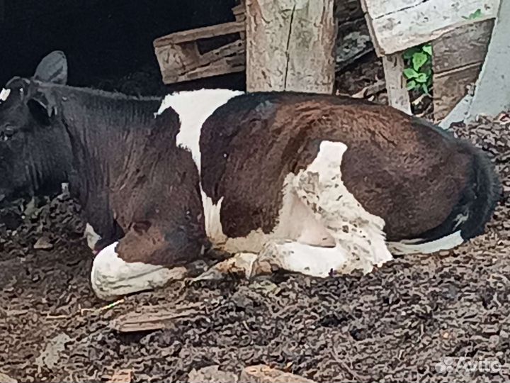 Коровы и телки стельные, быки