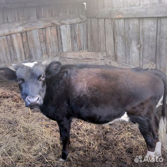 Бычки и телята