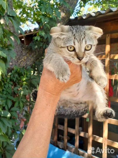 Котик малыш в дар