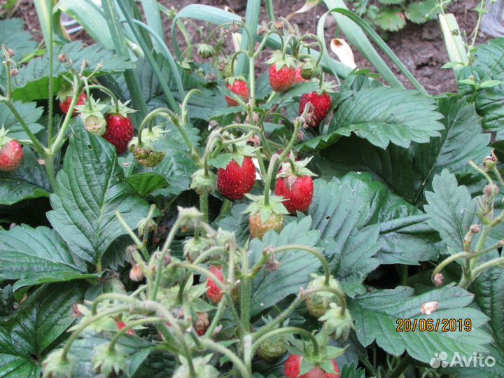 Земклуника 