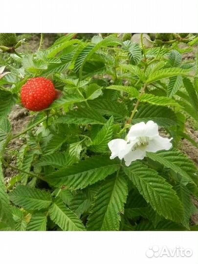 Тибетская малина