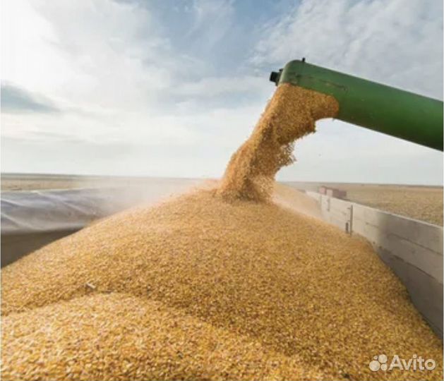 Продам Пшеницу 15р Ячмень - 14р Овес - 13р