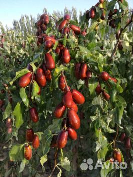 Саженцы унаби. Привиты на холодостойких подвоях