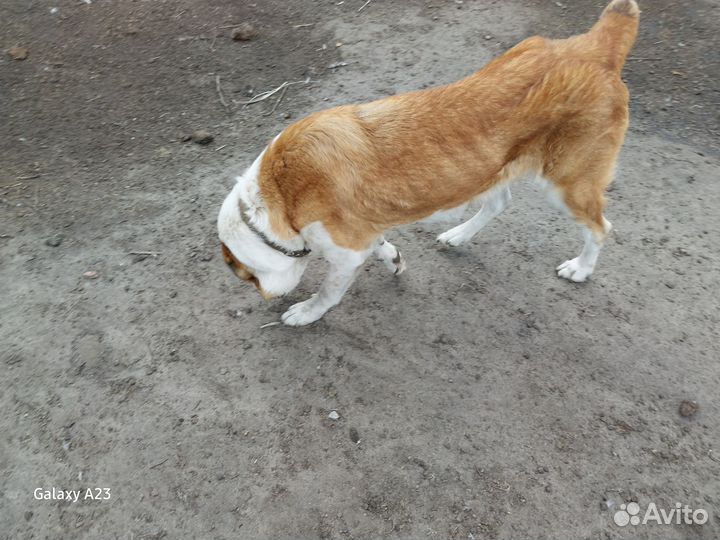 Самка породы сао,алабай