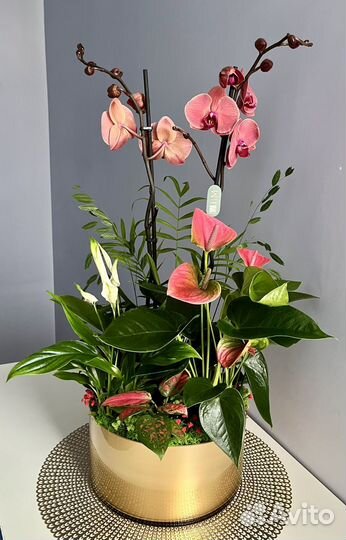 Чудесная композиция с 2-ствольной орхидеей