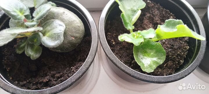 Комнатные растения цветы