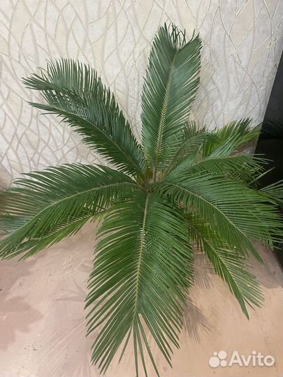 Пальма цикас (саговая)