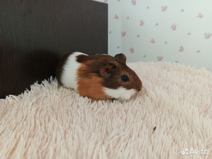 Морская свинка