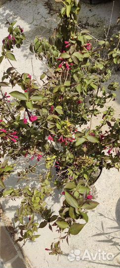 Вейгела цветущая