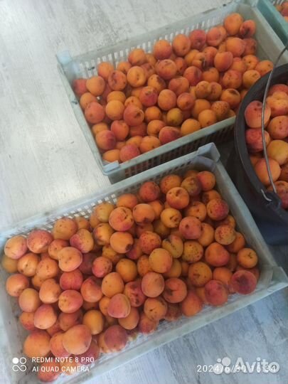 Абрикос свежий
