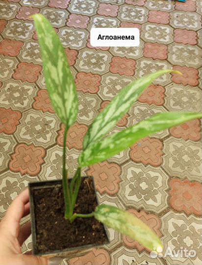 Замиокулькас черный равен