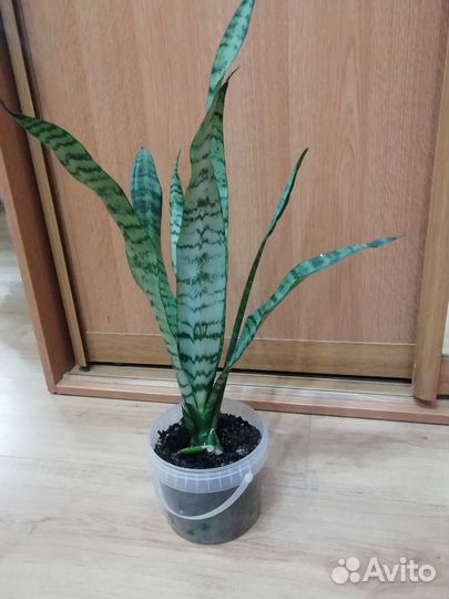 Продам цветок сансевиерию, 