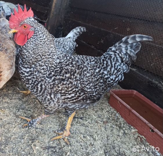 Петух молодой