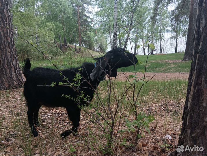 Козел на вязку