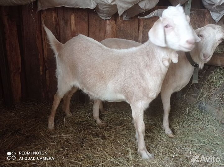 Альпийский козлик