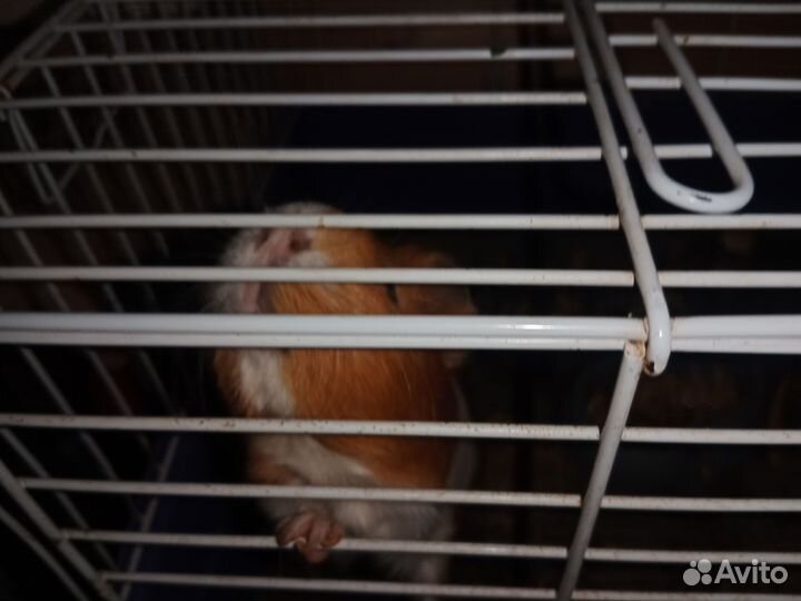 Морская свинка с клеткой