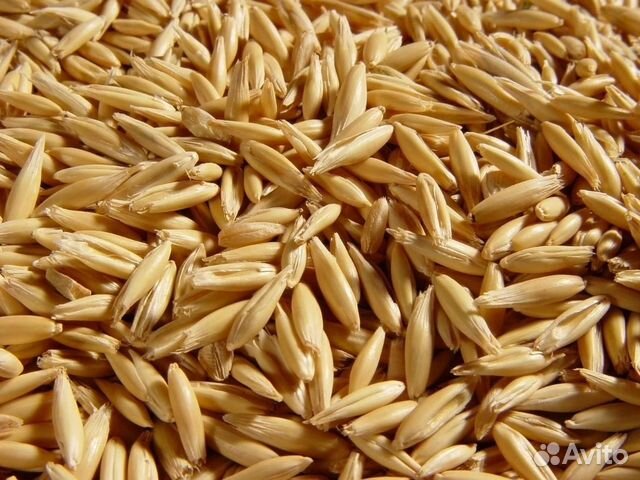 Овес зерно в мешках