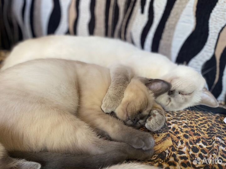 Котята тайские