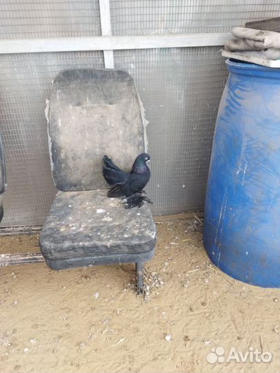 Голуби. Статные