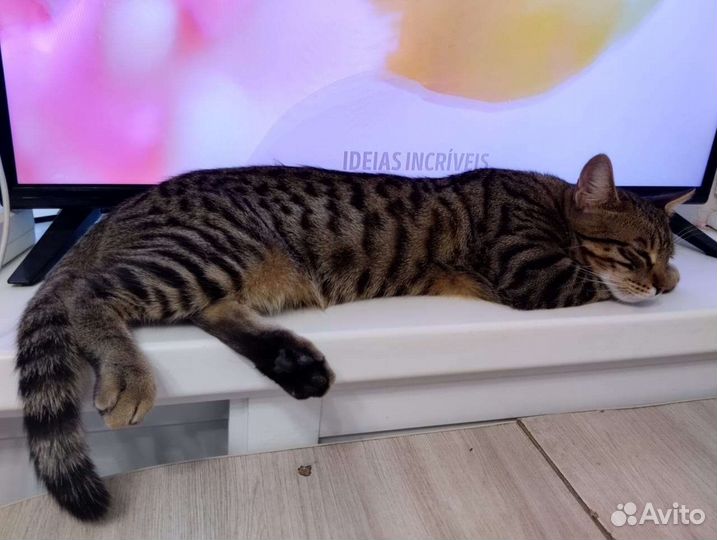 Кот в добрые руки бесплатно