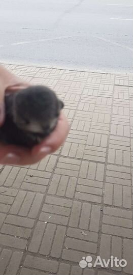 Птенец