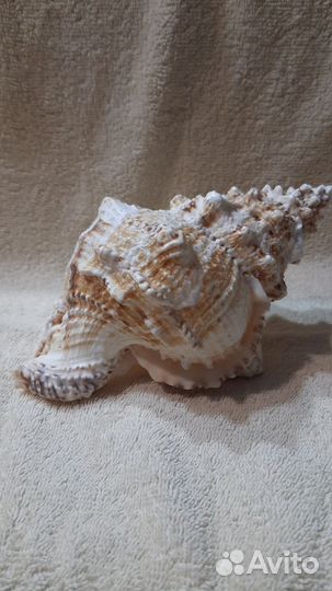 Морская ракушка раковина большая