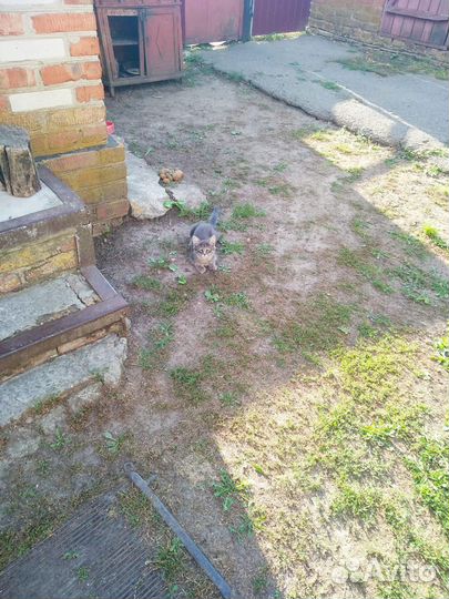 Котята бесплатно