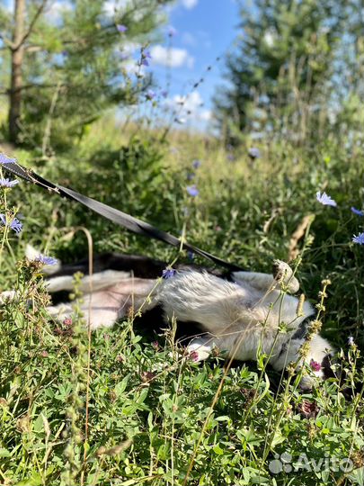 Собака «Митра»