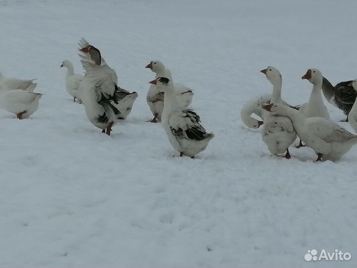 Гуси холмогоры