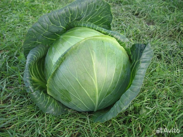 Семена капусты Амазон F1 (пак. 2500 шт)