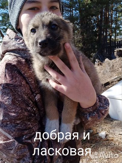 Отдам щенков от крупной дворовой собаки
