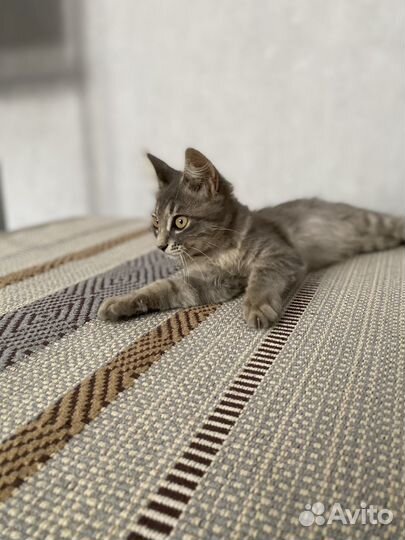 Котенок-девочка в добрые руки