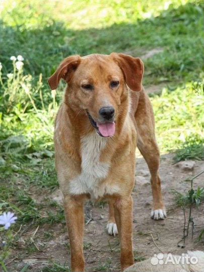 Рыжик Чак ищет дом в добрые руки