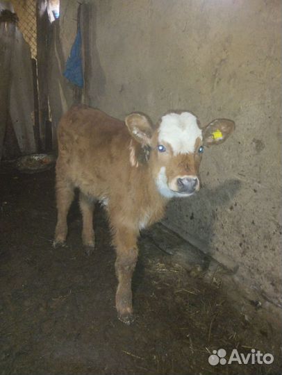 Корова с телёнком. бычок